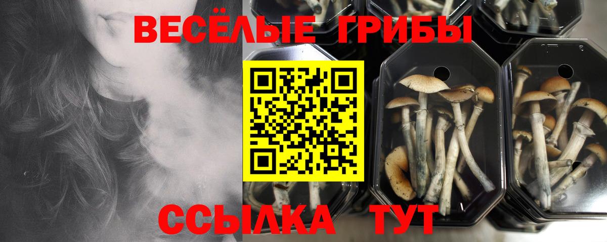 Псилоцибиновые грибы Psilocybe Гудермес